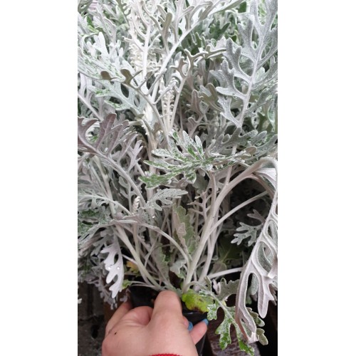 Цинерария (Сенецио) сребърна в саксия / Cineraria Maritima