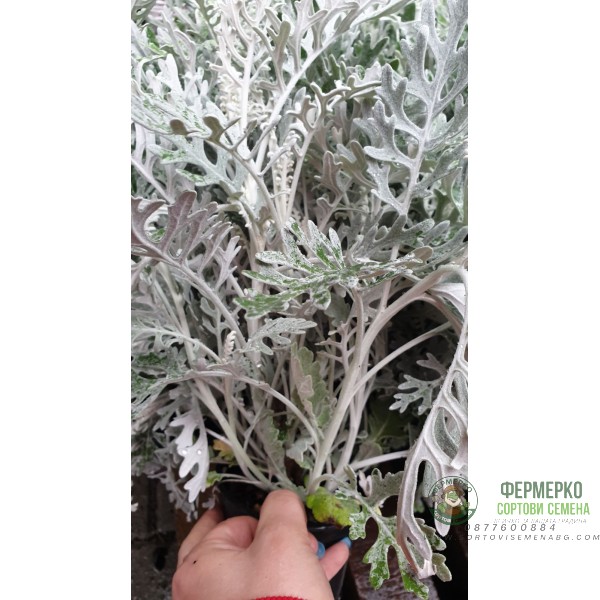 Сребриста Цинерария (Сенецио) Jacobaea maritima (Senecio cineraria)