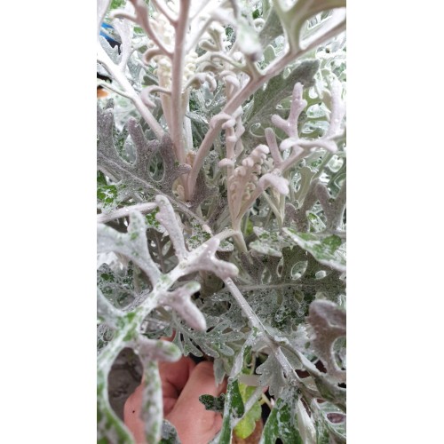 Цинерария (Сенецио) сребърна в саксия / Cineraria Maritima