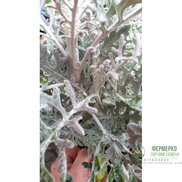 Сребриста Цинерария (Сенецио) Jacobaea maritima (Senecio cineraria)