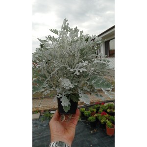 Цинерария (Сенецио) сребърна в саксия / Cineraria Maritima