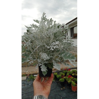 Цинерария (Сенецио) сребърна в саксия / Cineraria Maritima