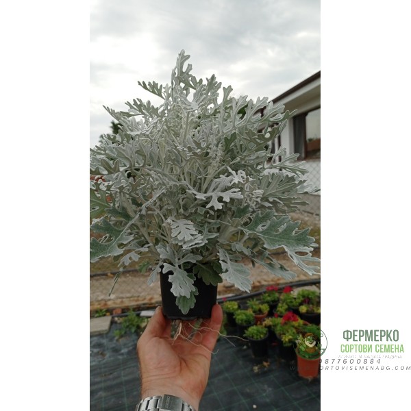 Сребриста Цинерария (Сенецио) Jacobaea maritima (Senecio cineraria)