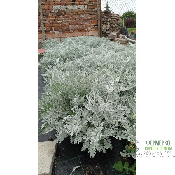 Сребриста Цинерария (Сенецио) Jacobaea maritima (Senecio cineraria)