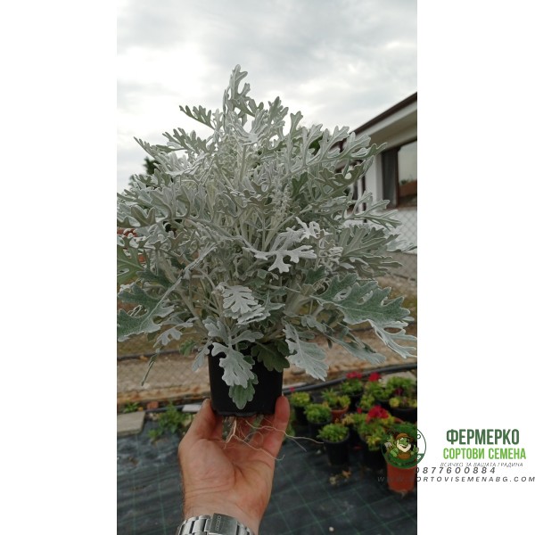 Сребриста Цинерария (Сенецио) Jacobaea maritima (Senecio cineraria)