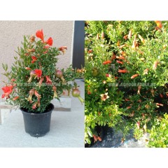 Декоративен (НЕ ядлив) нар С ЦВЯТ И ПЛОД (РЕАЛНИ СНИМКИ)