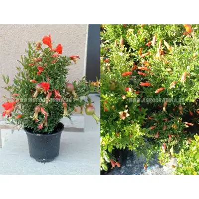 Декоративен (НЕ ядлив) нар С ЦВЯТ И ПЛОД (РЕАЛНИ СНИМКИ)