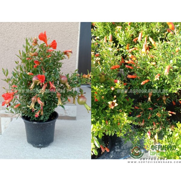 Декоративен (НЕ ядлив) нар С ЦВЯТ И ПЛОД (РЕАЛНИ СНИМКИ)