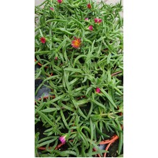 Разсад Делосперма