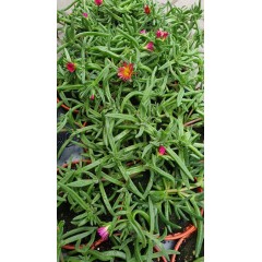 Разсад Делосперма