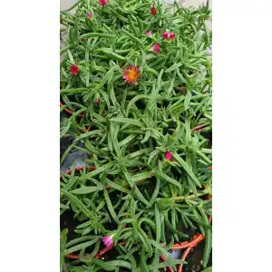 Разсад Делосперма