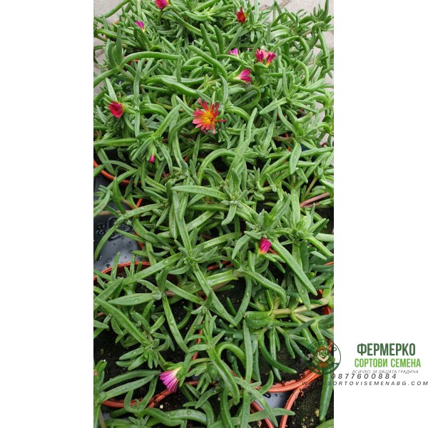 Разсад Делосперма