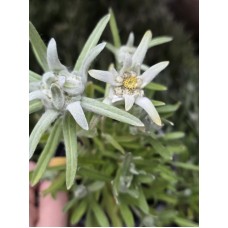 Разсад на Еделвайс многогодишен в саксия - С ЦВЕТОВЕ