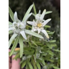 Разсад на Еделвайс многогодишен в саксия - С ЦВЕТОВЕ