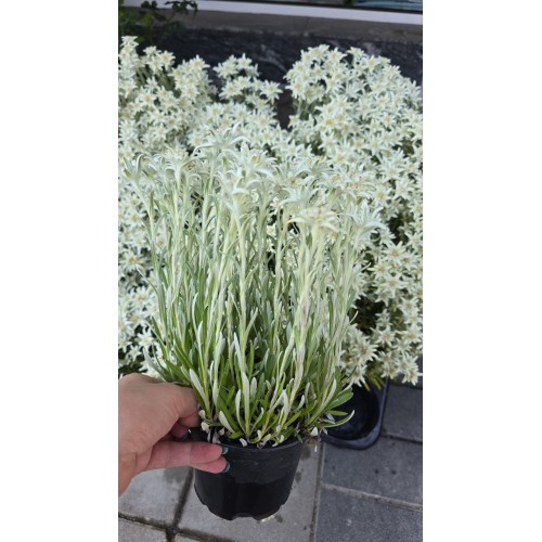 Еделвайс в саксия с ЦЪФТЕЖ / Edelweiss Stella Alpina white