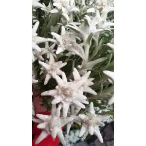 Еделвайс в саксия с ЦЪФТЕЖ / Edelweiss Stella Alpina white