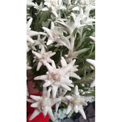 Еделвайс в саксия с ЦЪФТЕЖ / Edelweiss Stella Alpina white