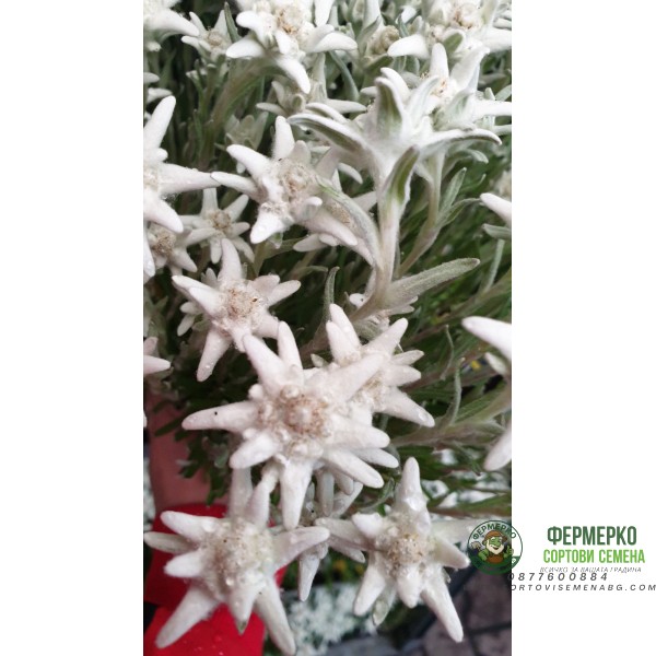 Еделвайс в саксия с ЦЪФТЕЖ Edelweiss Stella Alpina white