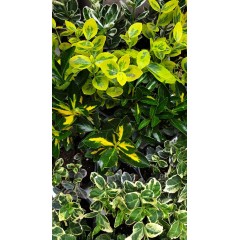 Евонимус микс