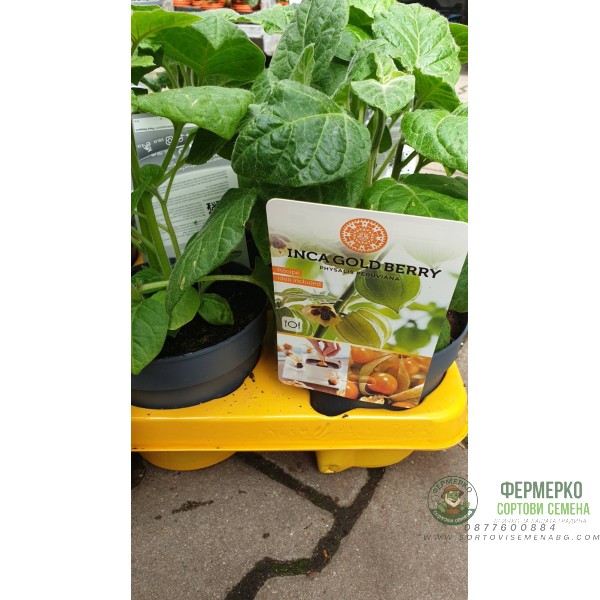 Физалис Physalis peruviana (ядлив) в саксия