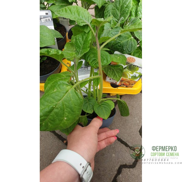 Физалис Physalis peruviana (ядлив) в саксия