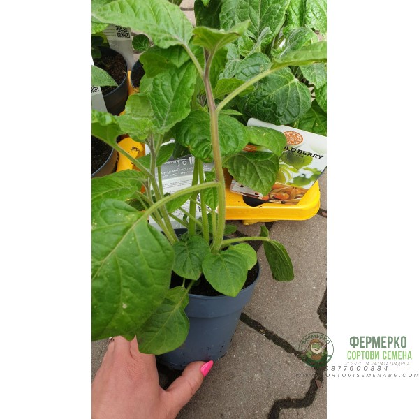 Физалис Physalis peruviana (ядлив) в саксия