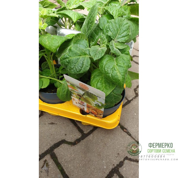 Физалис Physalis peruviana (ядлив) в саксия