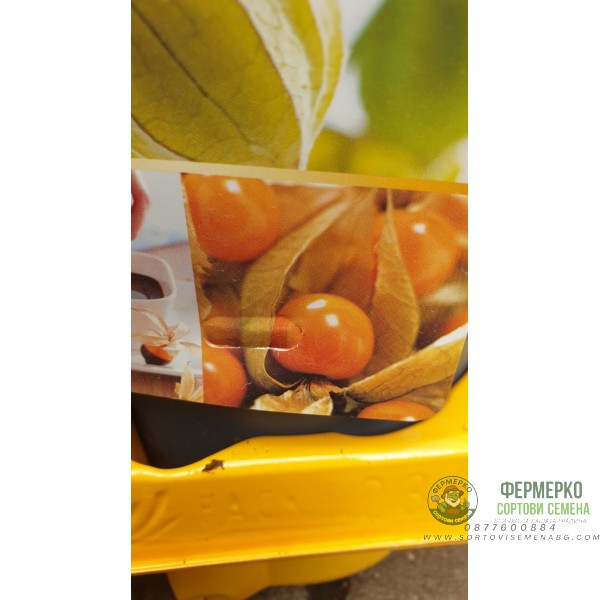 Физалис Physalis peruviana (ядлив) в саксия