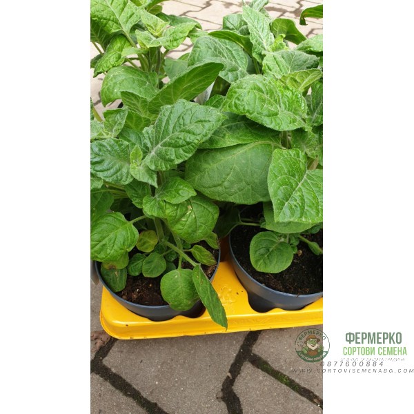 Физалис Physalis peruviana (ядлив) в саксия