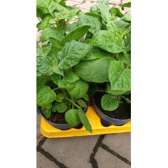 Физалис Physalis peruviana (ядлив) в саксия