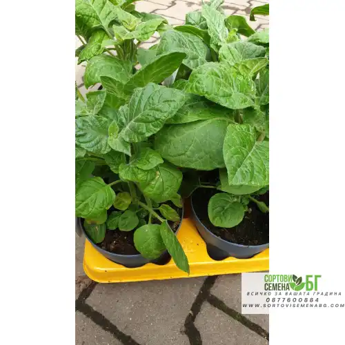 Физалис / Physalis peruviana (ядлив) в саксия Физалис / Physalis peruviana (ядлив) в саксия