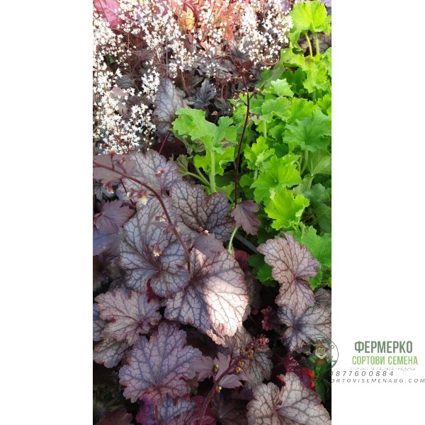 Хойхера в саксия - НОВО зареждане - различни цветове