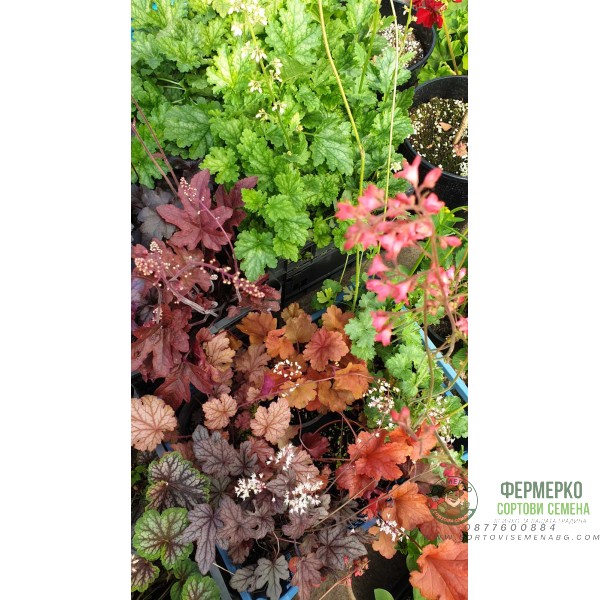 Хойхера в саксия - НОВО зареждане - различни цветове