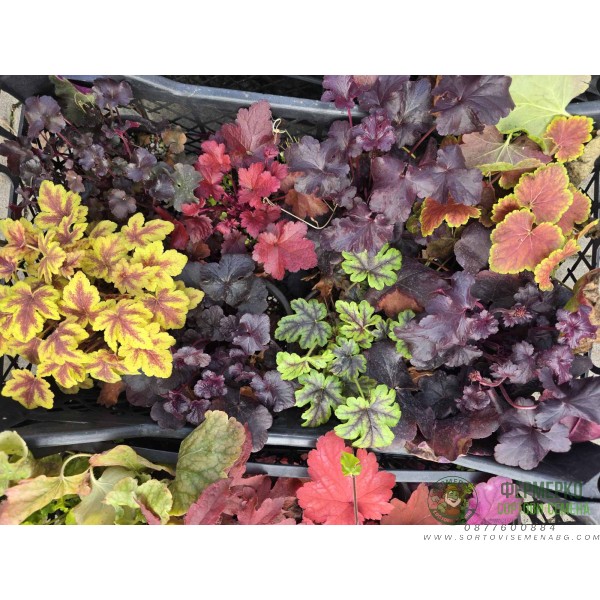 Хойхера в саксия - НОВО зареждане - различни цветове