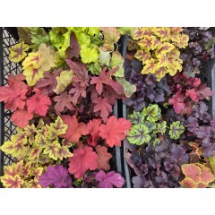 Хойхера в саксия - НОВО зареждане - различни цветове