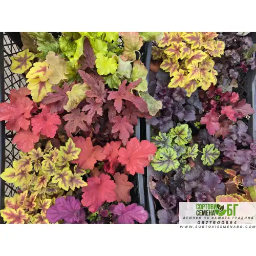 Хойхера в саксия - НОВО зареждане - различни цветове Хойхера в саксия - НОВО зареждане - различни цветове