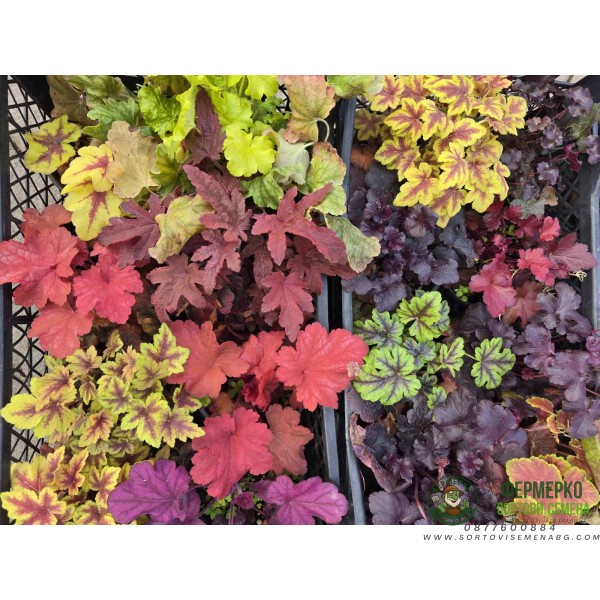 Хойхера в саксия - НОВО зареждане - различни цветове