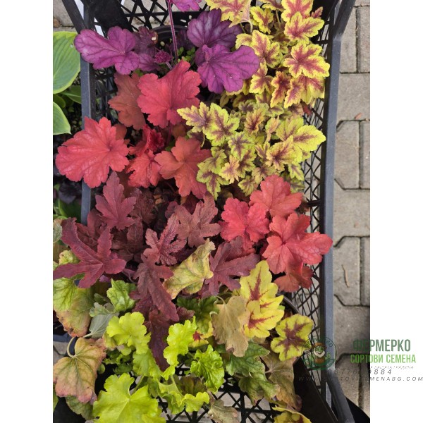 Хойхера в саксия - НОВО зареждане - различни цветове