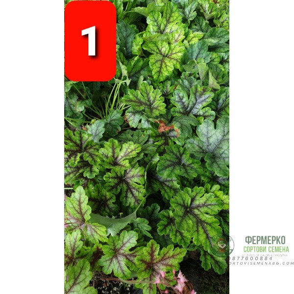 Хойхера в саксия - НОВО зареждане - различни цветове