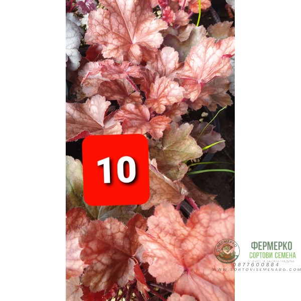 Хойхера в саксия - НОВО зареждане - различни цветове