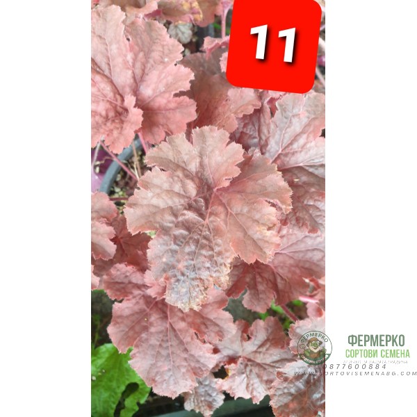 Хойхера в саксия - НОВО зареждане - различни цветове