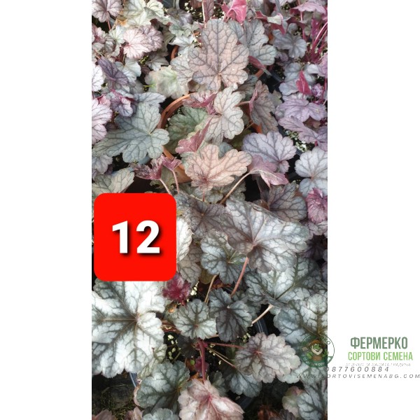 Хойхера в саксия - НОВО зареждане - различни цветове