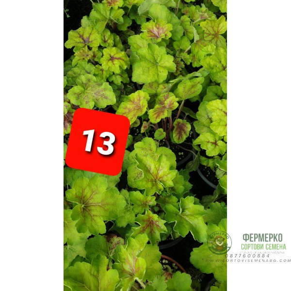 Хойхера в саксия - НОВО зареждане - различни цветове