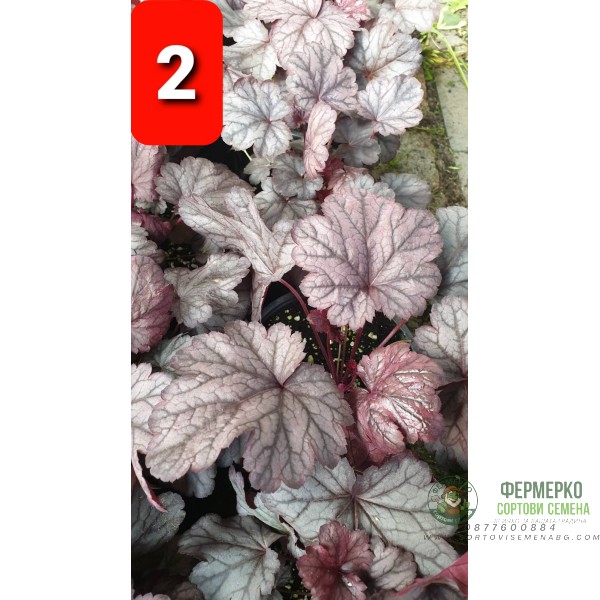 Хойхера в саксия - НОВО зареждане - различни цветове