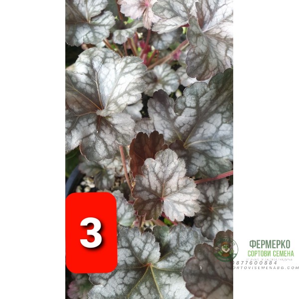 Хойхера в саксия - НОВО зареждане - различни цветове