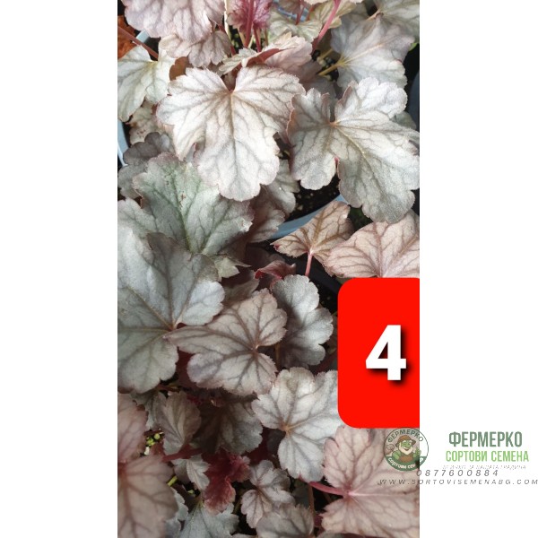 Хойхера в саксия - НОВО зареждане - различни цветове