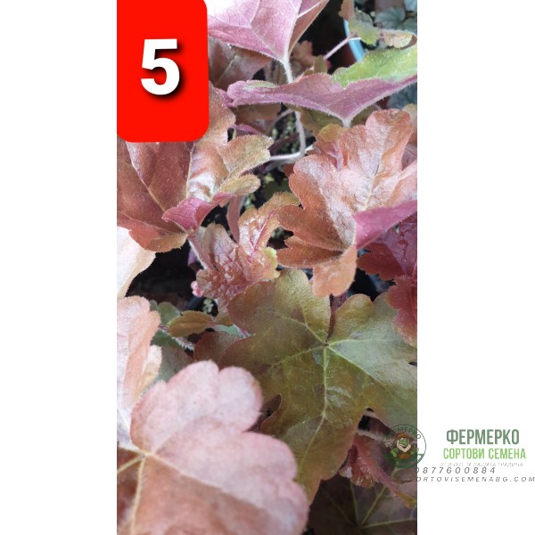 Хойхера в саксия - НОВО зареждане - различни цветове