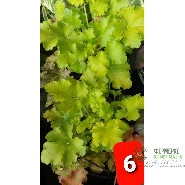 Хойхера в саксия - НОВО зареждане - различни цветове