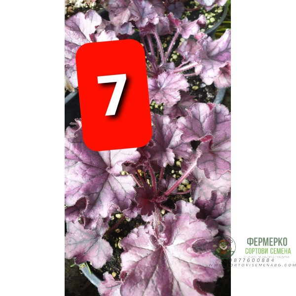 Хойхера в саксия - НОВО зареждане - различни цветове