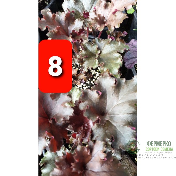 Хойхера в саксия - НОВО зареждане - различни цветове